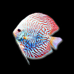 Tiger Turquoise Discus
