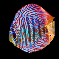 Tiger Turquoise Discus