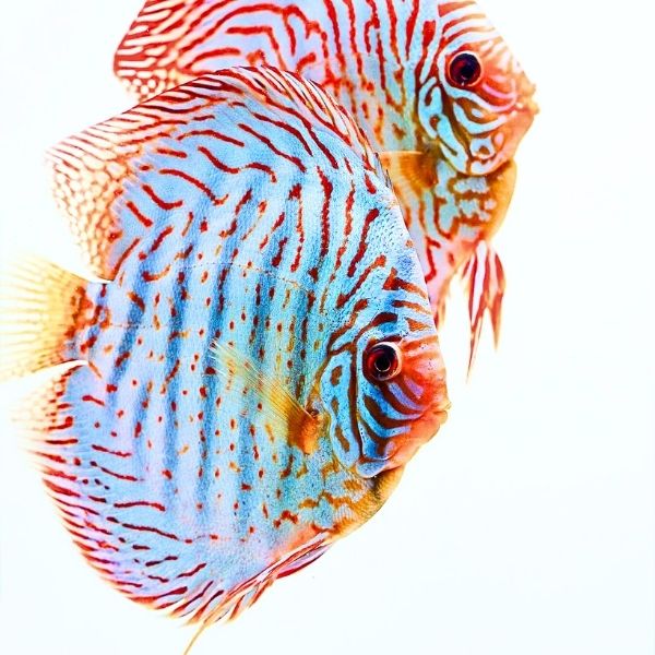 Brilliant Blue Discus