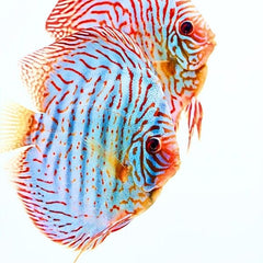 Brilliant Blue Discus