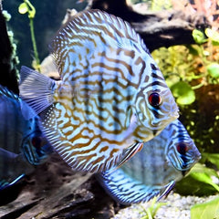 Brilliant Blue Discus