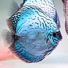 Brilliant Blue Discus
