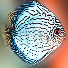 Brilliant Blue Discus