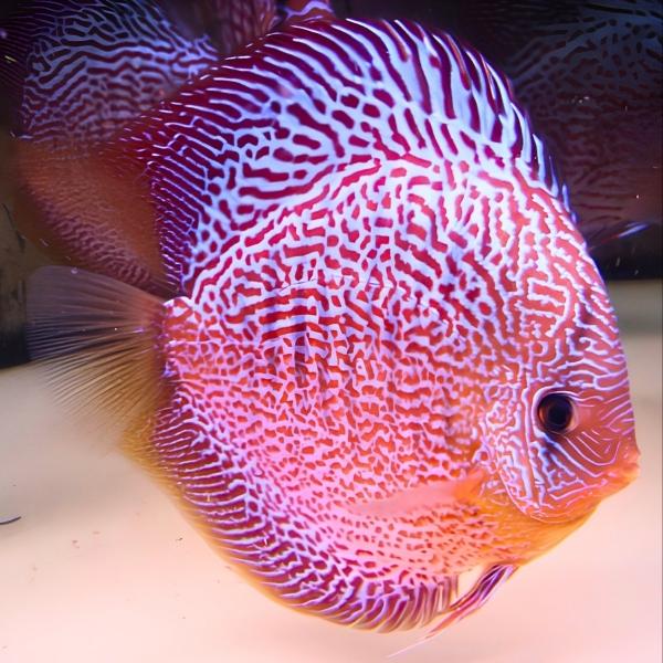 Fineline Snakeskin Discus
