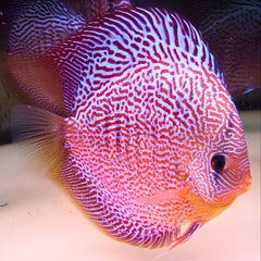 Fineline Snakeskin Discus