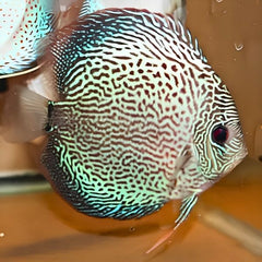 Fineline Snakeskin Discus
