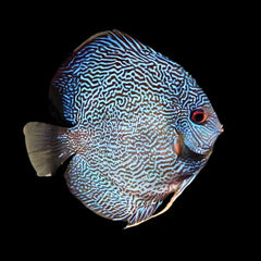 Fineline Snakeskin Discus