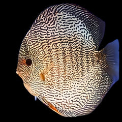 Fineline Snakeskin Discus