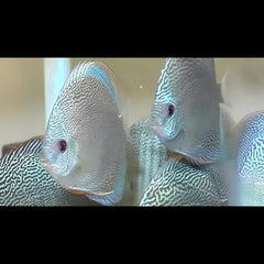 Fineline Snakeskin Discus