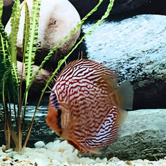 Scribble Discus