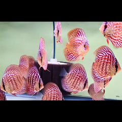 Scribble Discus