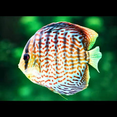 Scribble Discus