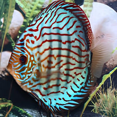 Scribble Discus