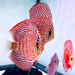 Scribble Discus