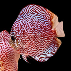 Maze Leopard Discus