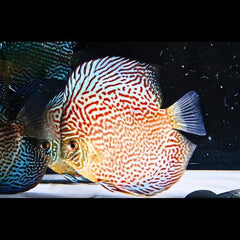 Maze Leopard Discus