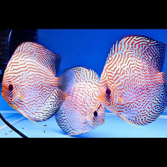 Maze Leopard Discus