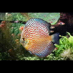 Maze Leopard Discus
