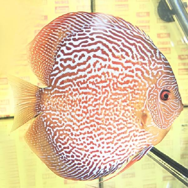 Maze Leopard Discus