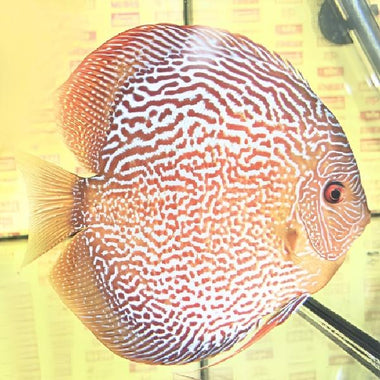 Maze Leopard Discus