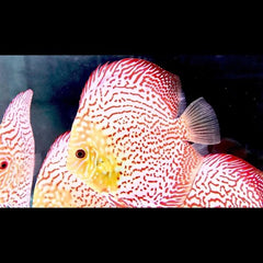 Golden Leopard Discus