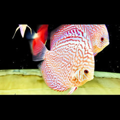 Golden Leopard Discus