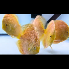 Golden Leopard Discus