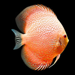 Golden Leopard Discus