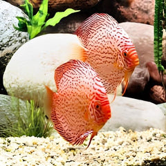 Golden Leopard Discus