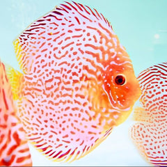 Golden Leopard Discus