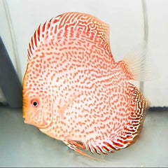 Golden Leopard Discus