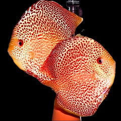 Spotted Leopard Discus