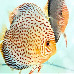 Spotted Leopard Discus