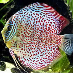 Spotted Leopard Discus