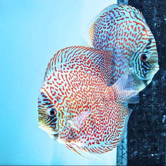 Spotted Leopard Discus
