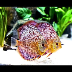 Spotted Leopard Discus