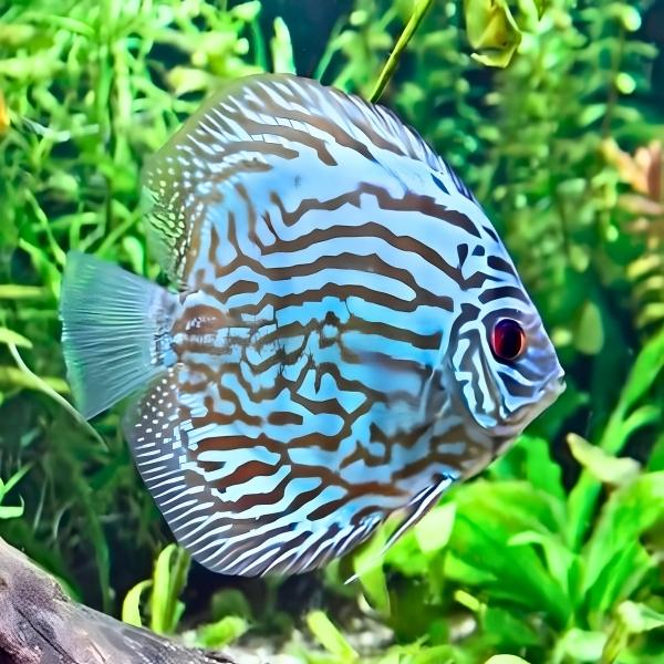Blue Turquoise Discus