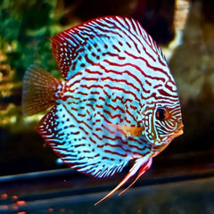 Blue Turquoise Discus
