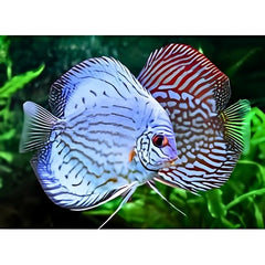 Blue Turquoise Discus