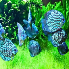 Blue Turquoise Discus