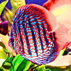 Red Turquoise Discus