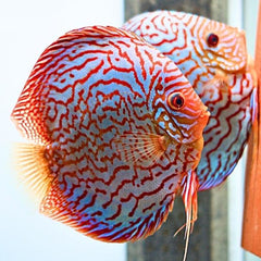 Red Turquoise Discus