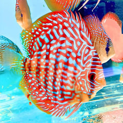 Red Turquoise Discus
