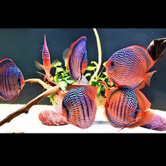 Red Turquoise Discus
