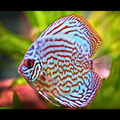 Royal Turquoise Discus