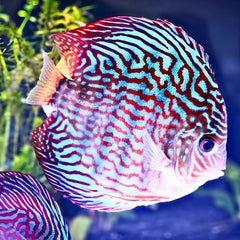Royal Turquoise Discus