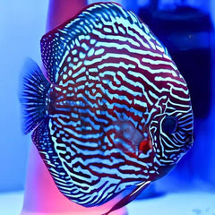 Royal Turquoise Discus