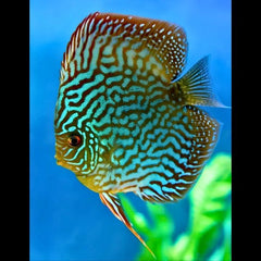 Royal Turquoise Discus