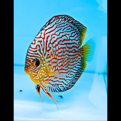 Flora Turquoise Discus
