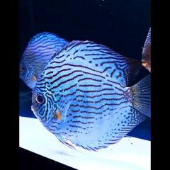 Flora Turquoise Discus